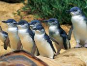 Phillip Island - Penguins, Kangaroos & Koalas