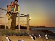 Phillip Island - Penguins Up Late